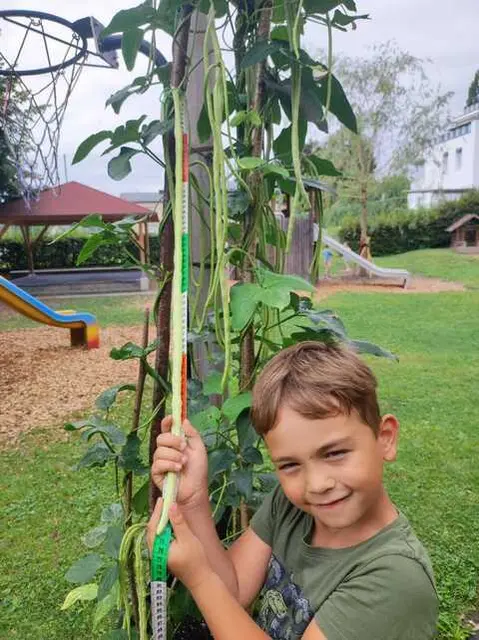 Stolz über eine gigantische Bohne ist man im Kindergarten in Rum.  | Foto: Grünes Tirol