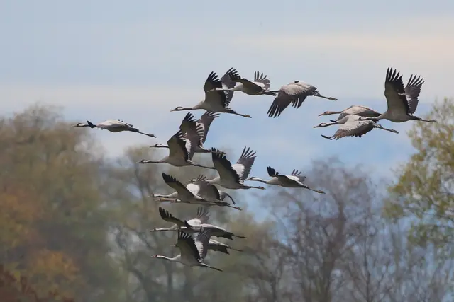 Die Rufe der Kraniche sind oft schon hörbar, bevor man die Vögel überhaupt sieht. Dann lohnt sich ein Blick in den Himmel - auch nachts. | Foto: Roland Rauter