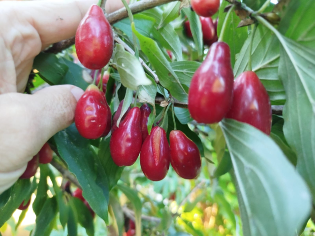 Für die Streuobstwiese in Andritz wurde unter anderem die Kornelkirsche als Leitobst ausgewählt. | Foto: Johannes Rabensteiner
