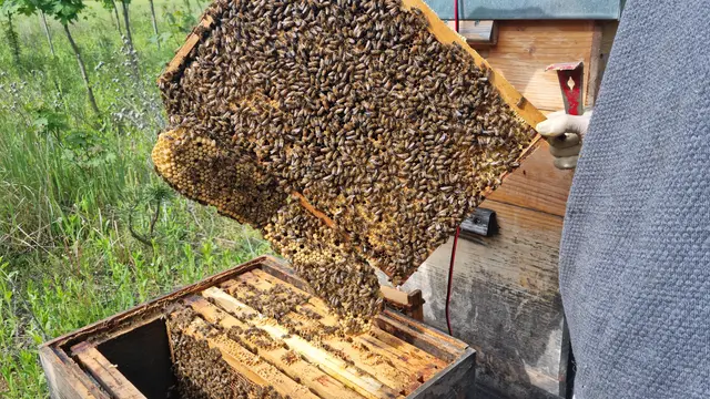 Über 500 Gläser feinster Blütenhonig wurden von den fleißigen Gemeinde-Bienen produziert. | Foto: Gemeinde Felixdorf