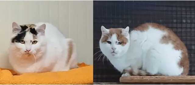 Die Katzen Egon und Sina haben bereits zweimal ihr Zuhause verloren. Nun hoffen die beiden Samtpfoten aus dem Tierheim Mentlberg gemeinsam auf Menschen, die ihnen ein Für-immer-Zuhause schenken. | Foto: Tierschutzverein Tirol