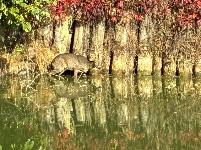 Der Rehbock irrte im Teich herum. | Foto: Friedl