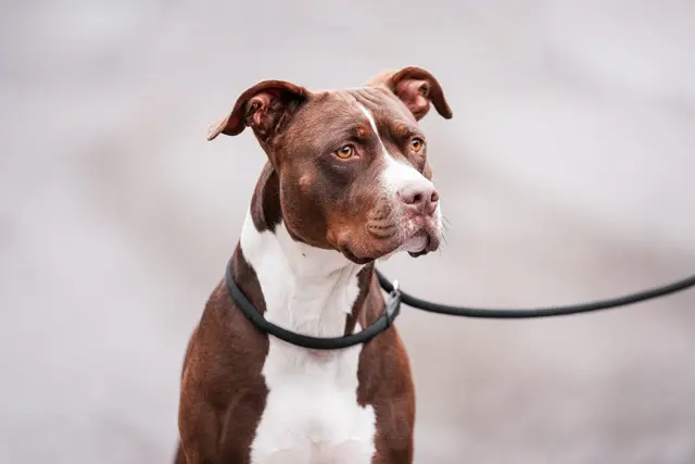 Die vierjährige XL-Bully-Hündin Amy ist eine verschmuste, sportliche und menschenbezogene Begleiterin, die im Tierheim Mentlberg auf ein liebevolles neues Zuhause wartet. | Foto: Tierschutzverein Tirol