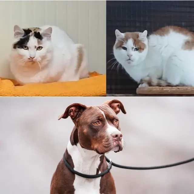 Amy sowie die Katzen Egon und Sina hoffen im Tierheim Mentlberg auf Menschen, die ihnen ein liebevolles neues Zuhause schenken. | Foto: Tierschutzverein Tirol