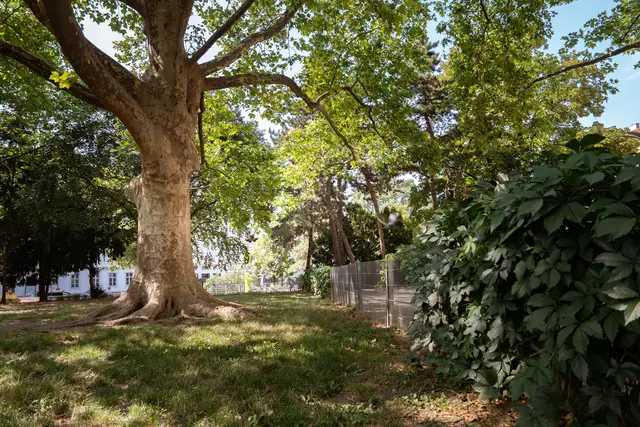 Die Grünen warnen vor zahlreichen Baumfällungen im Arne-Karlsson-Park.  | Foto: Sade Jerabek/MeinBezirk