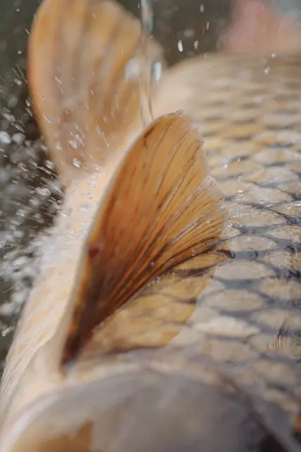 Foto: pexels / Thirdman