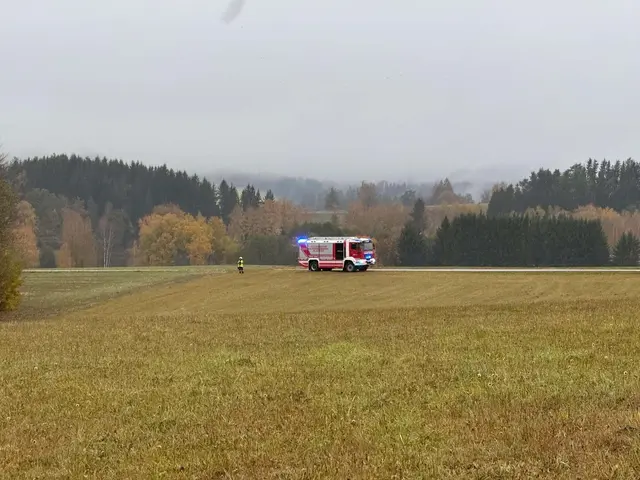 Mehrere Kühne waren aus einer Weide entlaufen.  | Foto: Klaffer am Hochficht