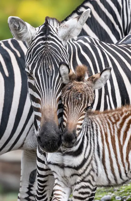 So süß: Am liebsten möchte man es einfach nur knuddeln. | Foto: Zoo Schmiding / Peter Sterns