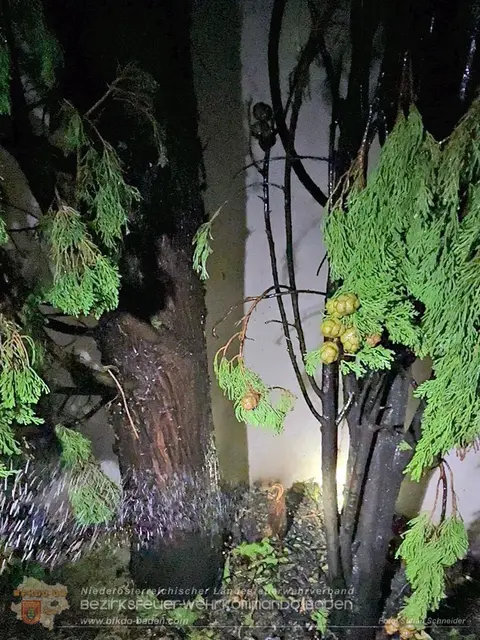 Brandspuren am betroffenen Baum | Foto: BFK Baden/Stefan Schneider