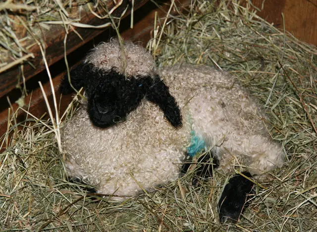 Die Walliser Schwarznasenschafe sind an ihrem weißen Fell und den schwarzen Abzeichen zu erkennen. | Foto: Alpenzoo Innsbruck