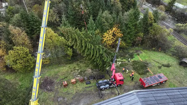 Der Weihnachtsbaum Niklaus aus Wald im Pinzgau | Foto: TVB Wald-Königsleiten