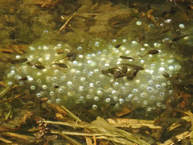 Der rundliche Laichballen wird vom Weibchen einzeln an Ästen und Stängeln im Wasser angeheftet. © Roger Jagersberger