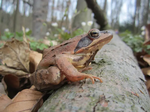 Durch seine oft Falllaub-farbene Oberseite ist der Springfrosch perfekt getarnt. © Julia Kropfberger