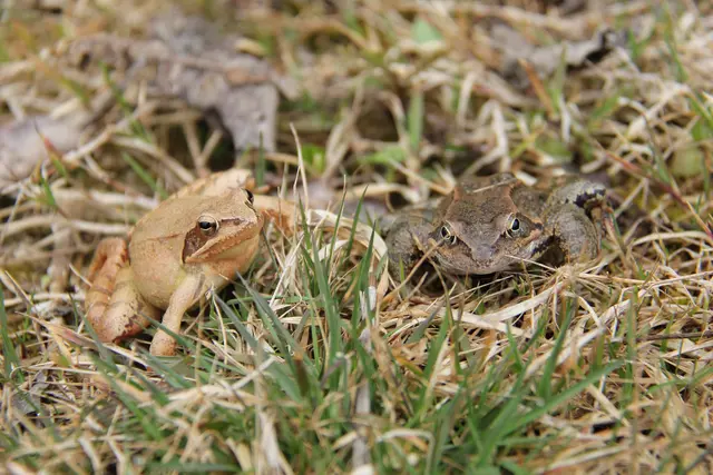 Der Springfrosch (links im Bild) ist kleiner und graziler als der Grasfrosch. © Heidi Kurz