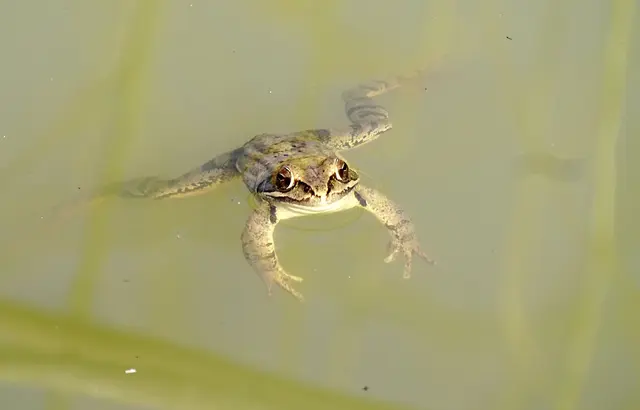 Für die Fortpflanzung nutzt der Springfrosch mitteltiefe Gewässer wie Altarme, Seen, Teiche und Stillwasserzonen an Flüssen. © Roger Jagersberger