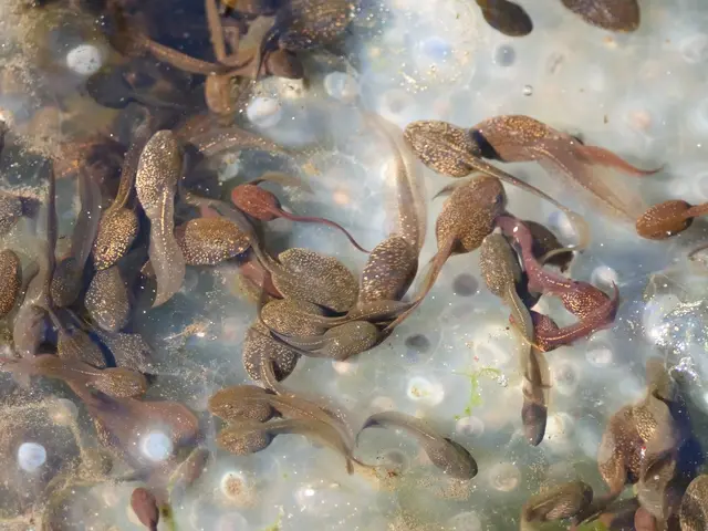 Die Larven besitzen einen hohen silber-gesprenkelten Flossensaum und erreichen eine Gesamtlänge von bis zu sechs Zentimeter. © Roger Jagersberger