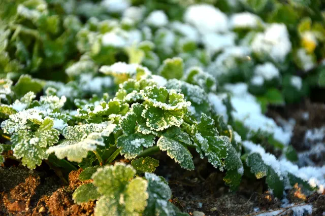 Kräuter aus dem eigenen Naturgarten können auch während der Wintermonate viel Freude bereiten. | Foto: Peggy Choucair/Pixabay