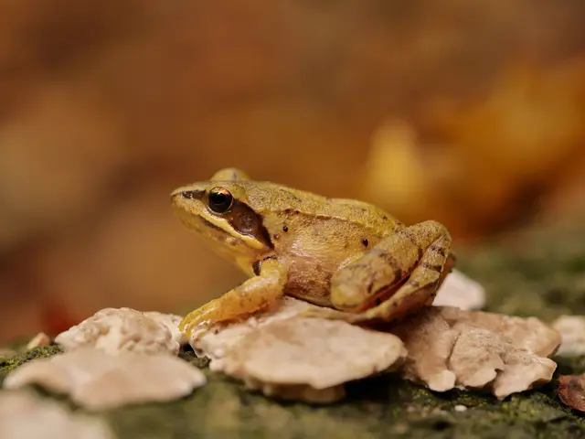 Wussten Sie, …
dass der Springfrosch genauso wie der Laubfrosch eine faszinierende Eigenschaft hat? Er ist in der Lage, seine Farbe geringfügig zu ändern! Während er bei Kälte häufig dunkel gefärbt ist, trägt er bei Wärme und Trockenheit oft ein sehr helles Gewand. © Roger Jagersberger