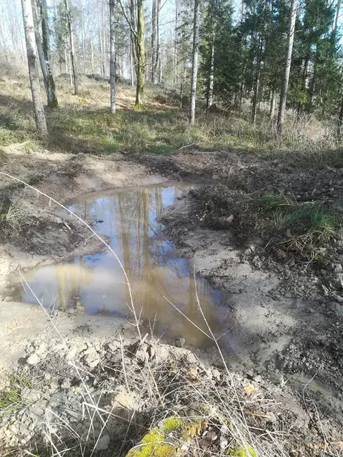 Wichtig für den Springfrosch sind der Erhalt und die Anlage von geeigneten Laichgewässern wie zum Beispiel im Schiltenbergwald durch den Naturschutzbund Oberösterreich. © Julia Kropfberger