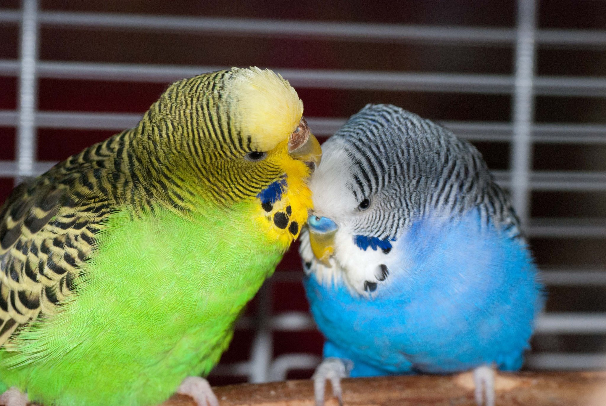 Vogelverkauf Vogelverkauf