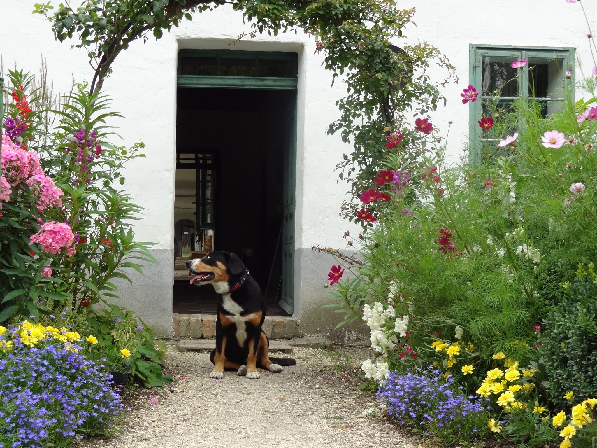 Tag des Hundes im Museumsdorf