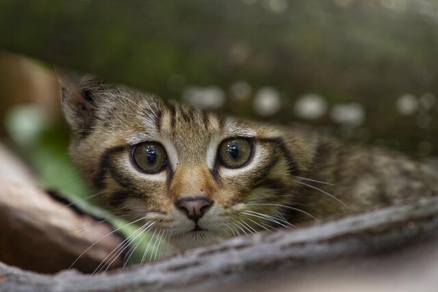 Junge Wildkatze im Naturpark Thayatal (c) Marc Graf