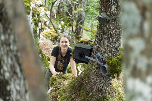 Christine Sonvilla bei einer Fotofalle für Wildkatzen (c) Marc Graf
