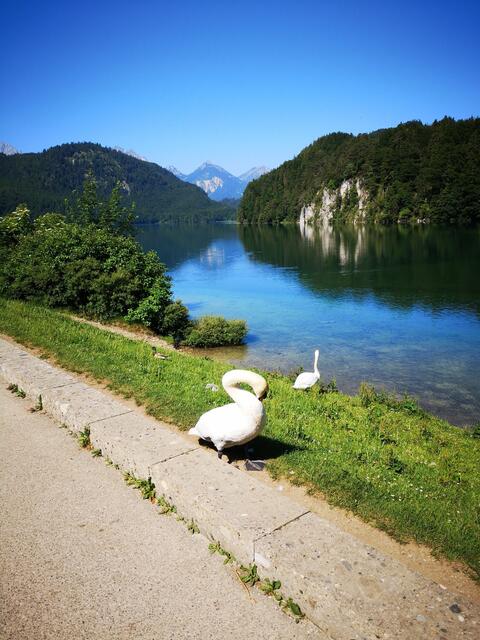 Wanderung Um Den Alpsee Bei Hohenschwangau Vom Kneipp Aktiv Club