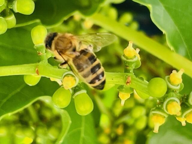 Biene | Foto: © Petra Breiteneder 