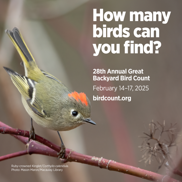 https://www.birdcount.org/social-media/ | Foto: birdcount.org