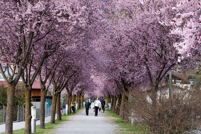 Inmitten der Zammer Blütenallee findet das diesjährige Blütenfest statt. | Foto: © Ing. Günter Kramarcsik