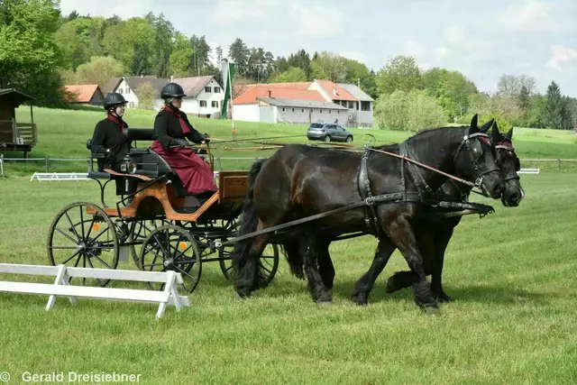 Auch die Lokalmatadorin Christine Brunner mit ihren Pferden fährt mit.   | Foto: Gerald Dreisiebner