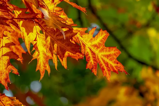 Foto: Pixabay Symbolfoto