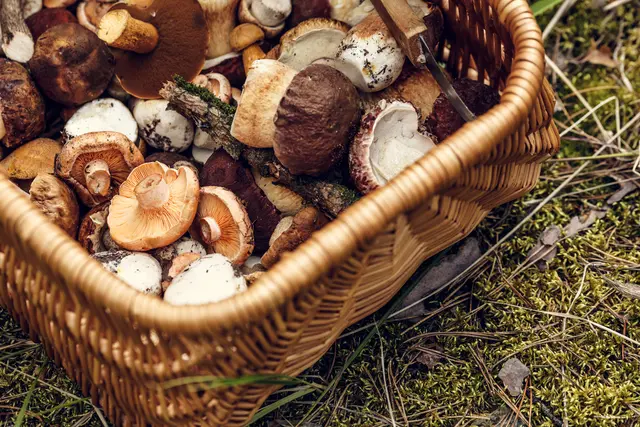 Mykologe Otto Stoik informiert über Speisepilze und ihre giftigen Doppelgänger. Außerdem geht er auf Vitalpilze ein und welche Bedeutung sie für unsere Ernährung spielen. | Foto: Smarterpix/maxsol7