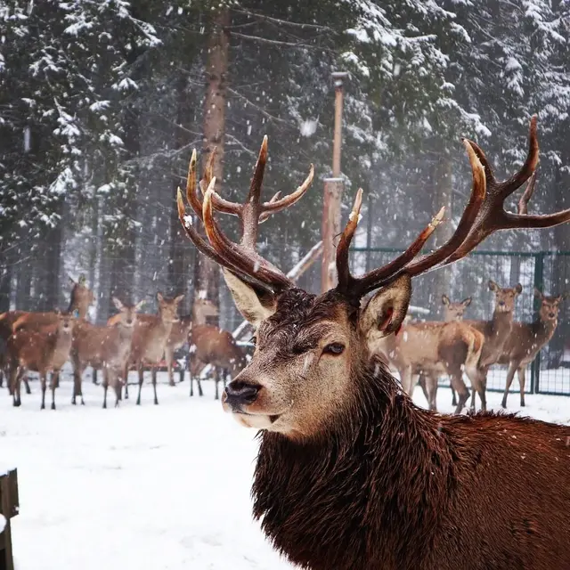 Am Rotwildgehege der Familie Huber wird es in der Weihnachtszeit spannend. | Foto: Rotwild Huber