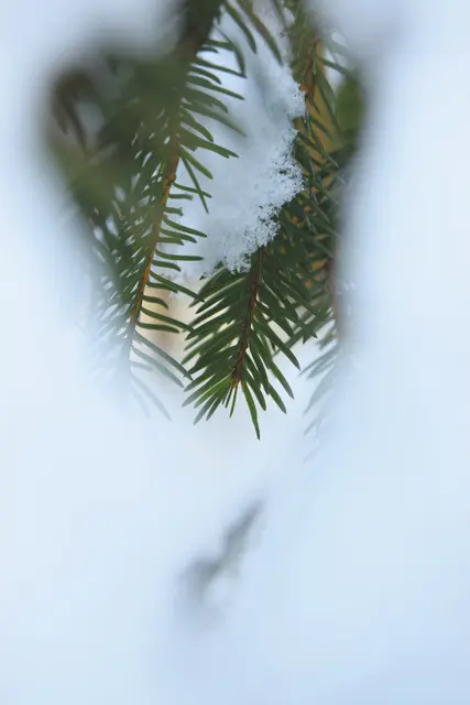 Foto: MeinBezirk/Kohlberger