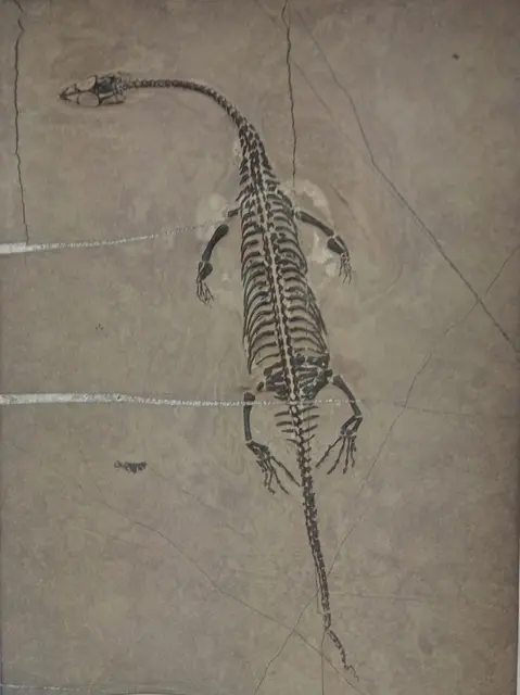 Prunkstück der Ausstellung: Eine 246 Millionen Jahre alte Schwimmechse aus China.  | Foto: Erich Nowack