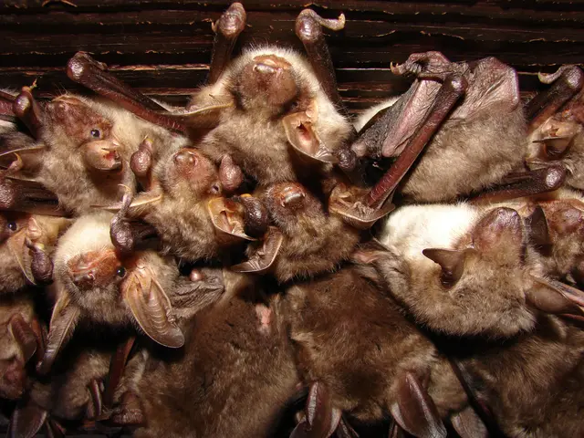 Die Hinterlassenschaften der Mausohr-Fledermäuse am Kirchendachboden in Hofkirchen, werden in einer Aktion beseitigt.  | Foto: Naturschutzbund/S_Pysarczuk
