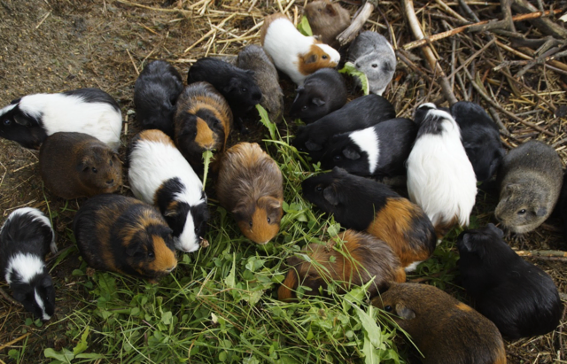 Foto: pixabay Symbolfoto