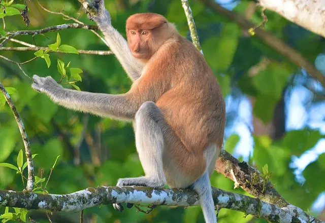 Foto: Ernst Nussbaumer