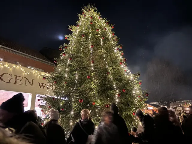 Es wird wieder einen beeindruckend hohen und schönen Christbaum vorm Rathaus geben. | Foto: Rosenberger