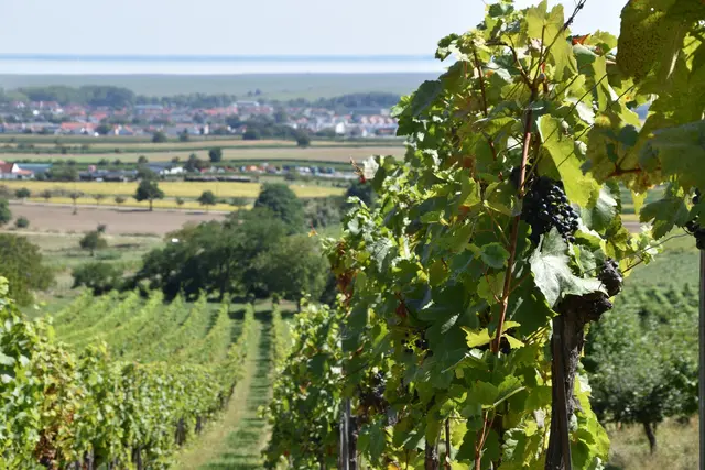 Die Weinbauschule in Eisenstadt öffnet ihre Kellertüre.  | Foto: Stefan Schneider