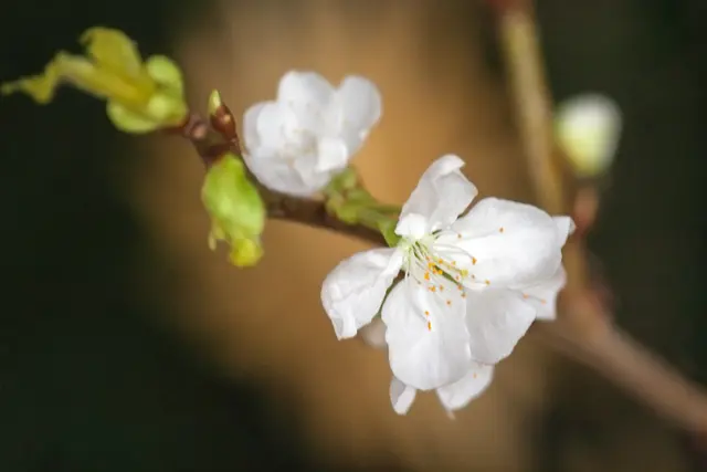 Erblühen die Barbarazweige pünktlich zum Heiligen Abend, soll das Glück im kommenden Jahr bringen.  | Foto: © by Ing. Günter Kramarcsik