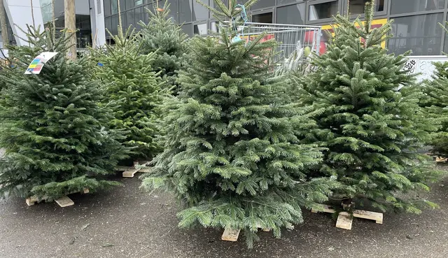 BMK Münster lädt zur Christbaumversteigerung ein (Symbolfoto).  | Foto: Kathrin Klemm
