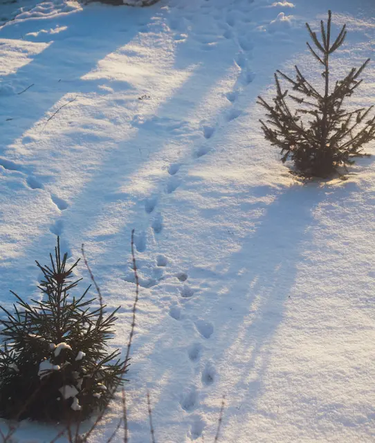 Foto: unsplash: maks_d