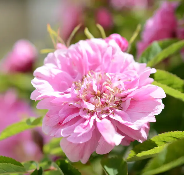 Die vielen alten Rosensorten im Kaisergarten bieten ein sinnliches Erlebnis. | Foto: Michaela Hörl