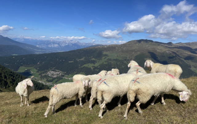 Die heimischen Schafzuchtvereine freuen sich auf viele Besucher bei den Ausstellungen. | Foto: Veranstalter