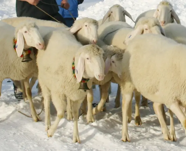 Die 70-Jahr Jubiläumsausstellung des Schafzuchtvereins Obsteig findet am 14. Februar 2026 hinter dem Gemeindeamt statt. | Foto: SZV Obsteig