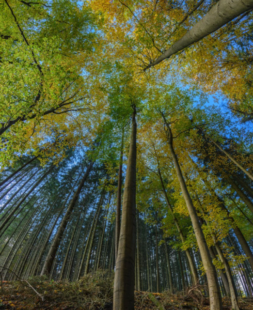 Foto: pexels Symbolfoto