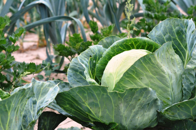 Foto: pixabay Symbolfoto